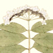 Sadamoto Makino Gallery